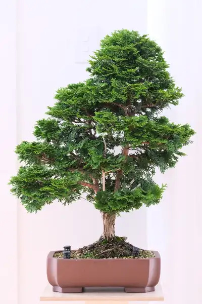 Dense upright evergreen bonsai in a rectangular brown pot against a pale background