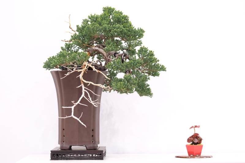 Cascade-style bonsai in a tall brown pot with a small red accent plant on a white display