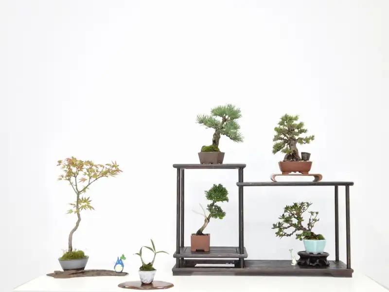 Group of small bonsai arranged on dark display stands against a white background