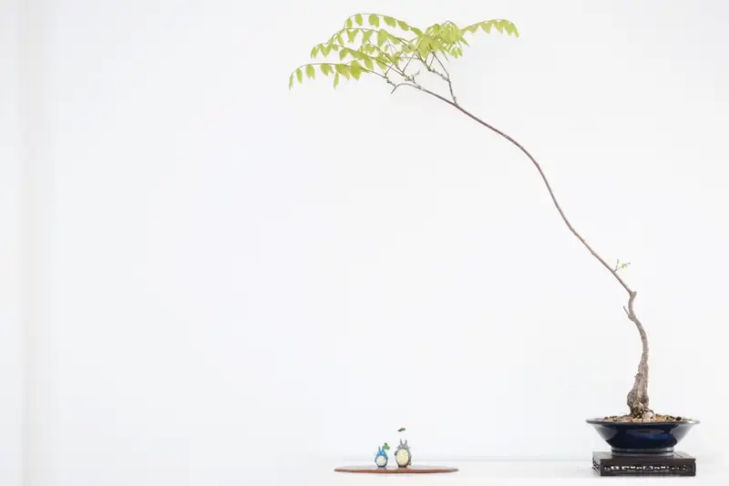 Tall slender bonsai in a dark blue pot on a dark stand against a white background